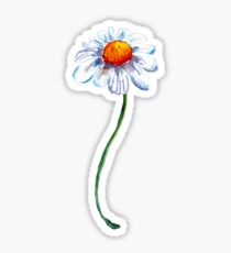 White Camomile Sticker