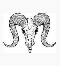 Bull skull Photographic Print