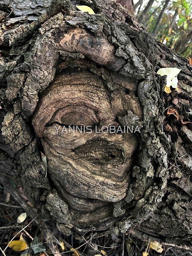 FEMALE SPIRIT AN OAK TREE By Yannis Lobaina  by YANNIS LOBAINA