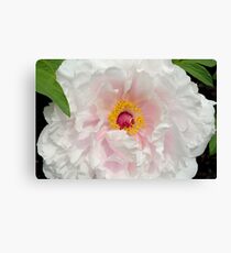 Tree Peony close up Canvas Print
