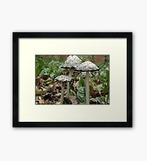 Inky coprinus among fallen leaves Framed Print