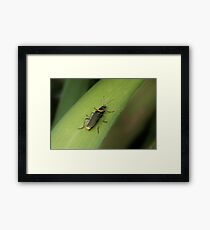 Soldier beetle Framed Print