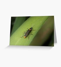 Soldier beetle Greeting Card