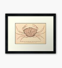 The Common Crab of the Pacific Coast Framed Print