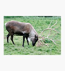 Caribou with Large Antlers Photographic Print