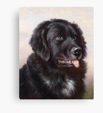 Newfoundland Dog Portrait Canvas Print