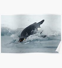 Diving Emperor Penguin Poster