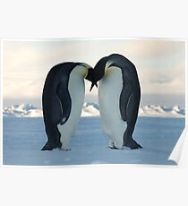 Emperor Penguin Courtship Poster