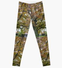 Tree, City Park, Launceston, Tasmania Leggings