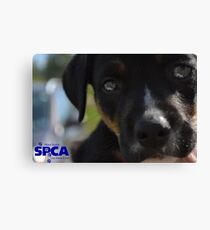Parker Canvas Print