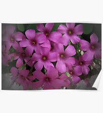 Oxalis Poster