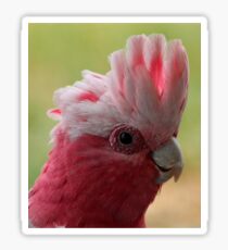 Galah Sticker