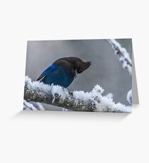 STELLER'S JAY Greeting Card