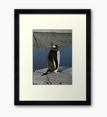 Gentoo Penguin Framed Print