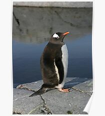 Gentoo Penguin Poster