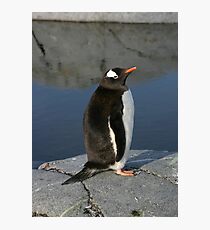 Gentoo Penguin Photographic Print