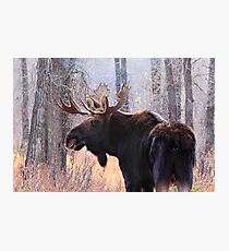 Bull Moose in Teton N.P., Wyoming Photographic Print