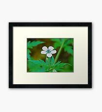 Wild Geranium; Cranes's Bill Framed Print