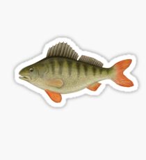 Freshwater Perch Sticker