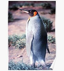 King Penguin on Heard Island Poster