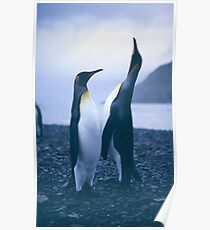 King Penguins Poster