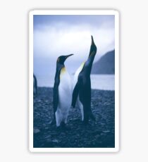 King Penguins Sticker