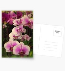 Purple Orchids for My Love Postcards