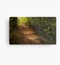 Autumn forest steps Metal Print
