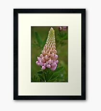 Lupin Framed Print