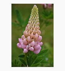 Lupin Photographic Print