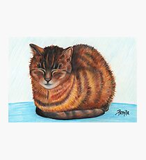 Purr Photographic Print