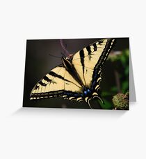 Papilio rutulus Greeting Card