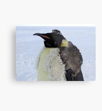 Molting Emperor Penguin Metal Print