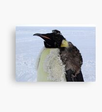 Molting Emperor Penguin Canvas Print
