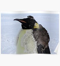Molting Emperor Penguin Poster