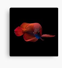 Red Arowana Canvas Print