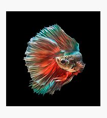 Irish Siamese Betta Fish Photographic Print
