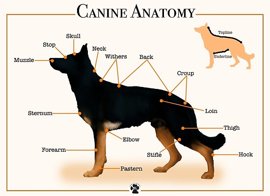 "Canine Anatomy" Poster by 2woofs-1meow | Redbubble