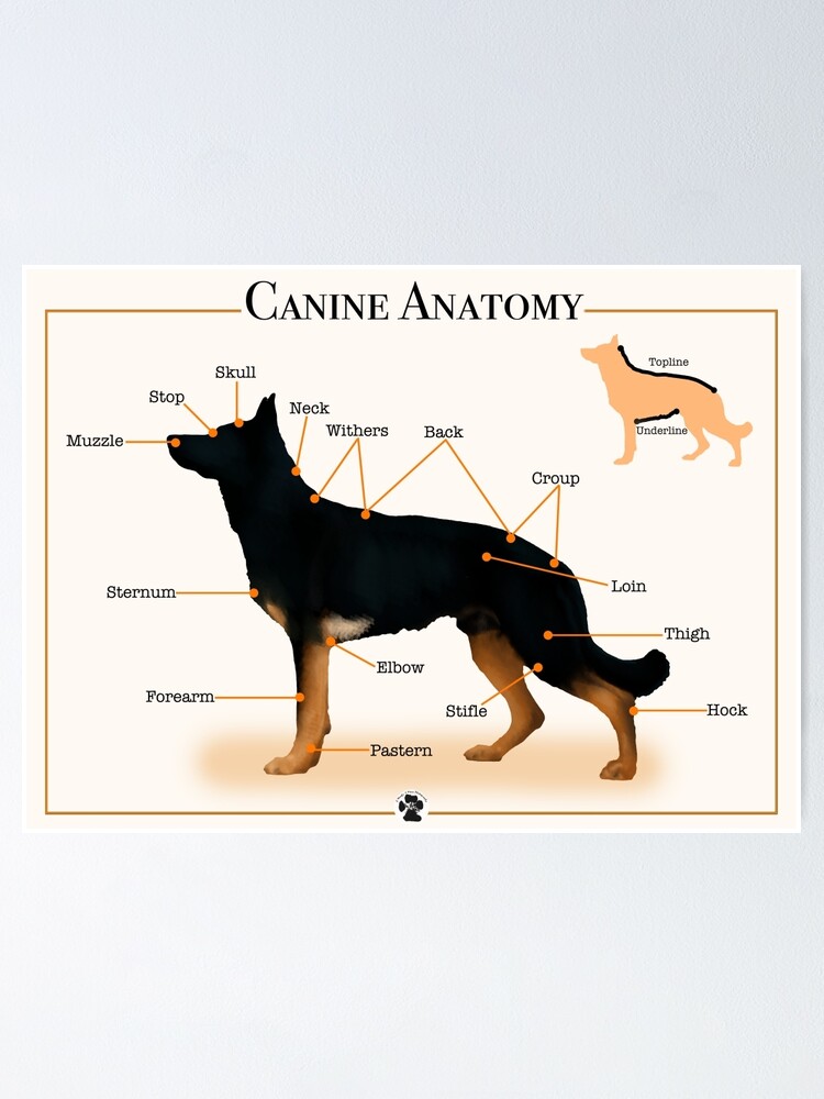 "Canine Anatomy" Poster by 2woofs-1meow | Redbubble