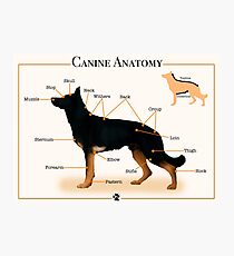 Canine Anatomy Photographic Print