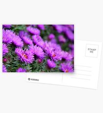 'Purple Dome' Aster - Symphyotrichum novae-angliae Postcards