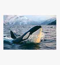 Orca - Tysfjord, Norway Photographic Print
