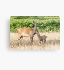 Red Deer (Cervus elaphus) calf with mother Metal Print