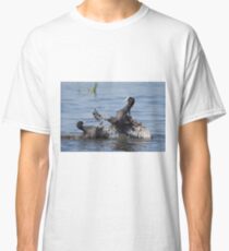 Eurasian Coot birds (Fulica atra) fighting for territory Classic T-Shirt
