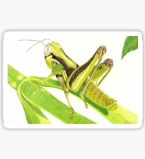GrassHopper Sticker