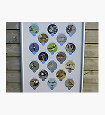 The Birds Of Inch Island Photographic Print