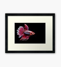 Siamese Fighting Fish in oil paint Framed Print