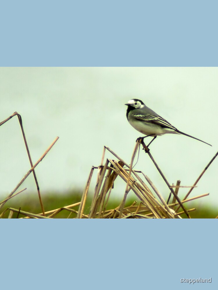 Pied Wagtail looking out... by steppeland