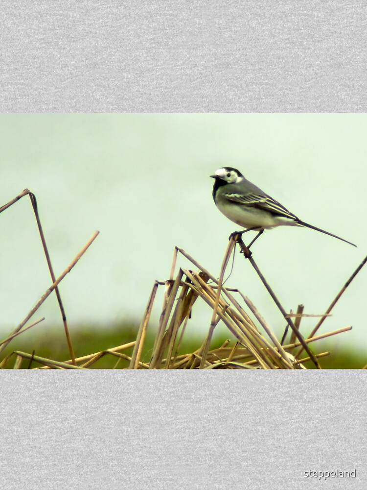 Pied Wagtail looking out... by steppeland