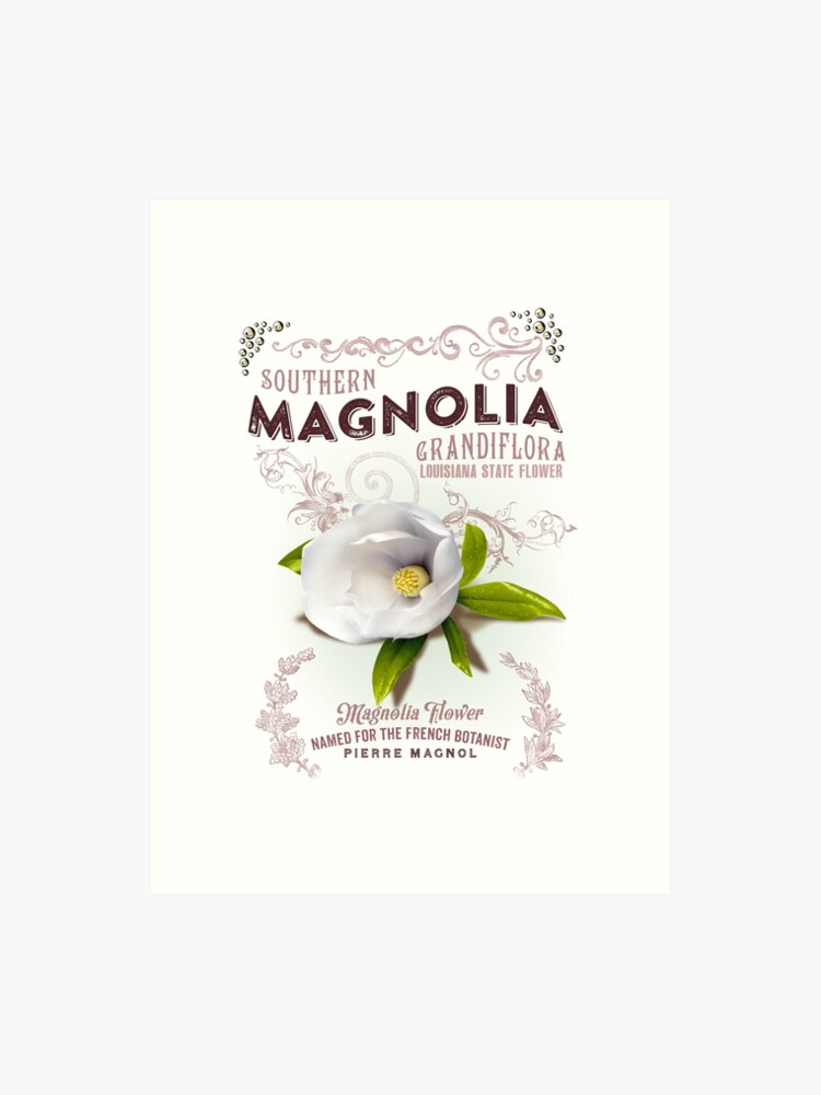 Louisiana Magnolia Art Print - 